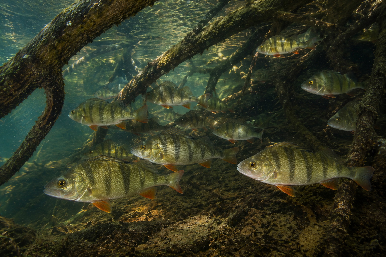 Shoal of European perch swimming underwater among submerged tree roots in a clear freshwater river habitat.