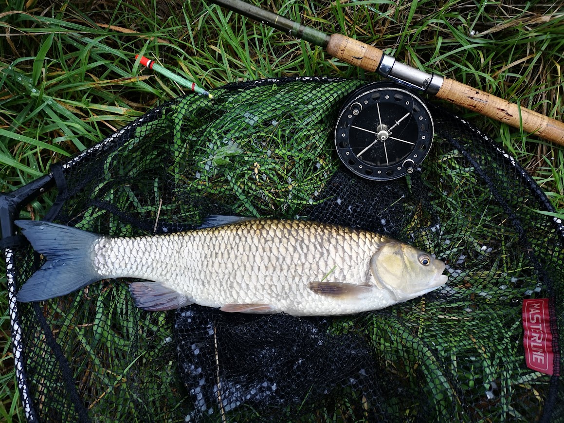 a chub laying in a landing net with a rod and a reel next to it