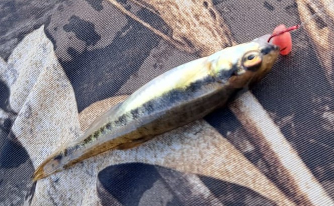 Small common minnow caught on a single red maggot while coarse fishing.