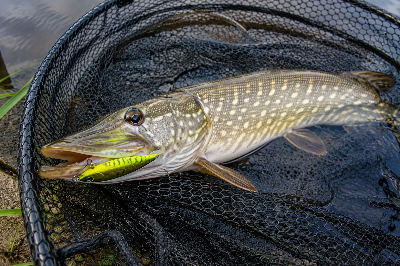 Pike resting in a landing net with a bright lure in its mouth after being caught while lure fishing.