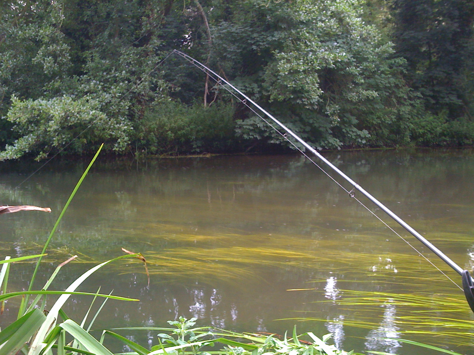 ledgering on the river itchen for chub