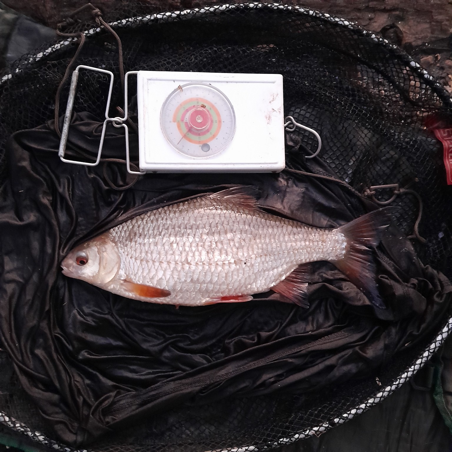 Large roach lying on a padded unhooking mat inside a landing net, with fishing scales positioned above the fish.