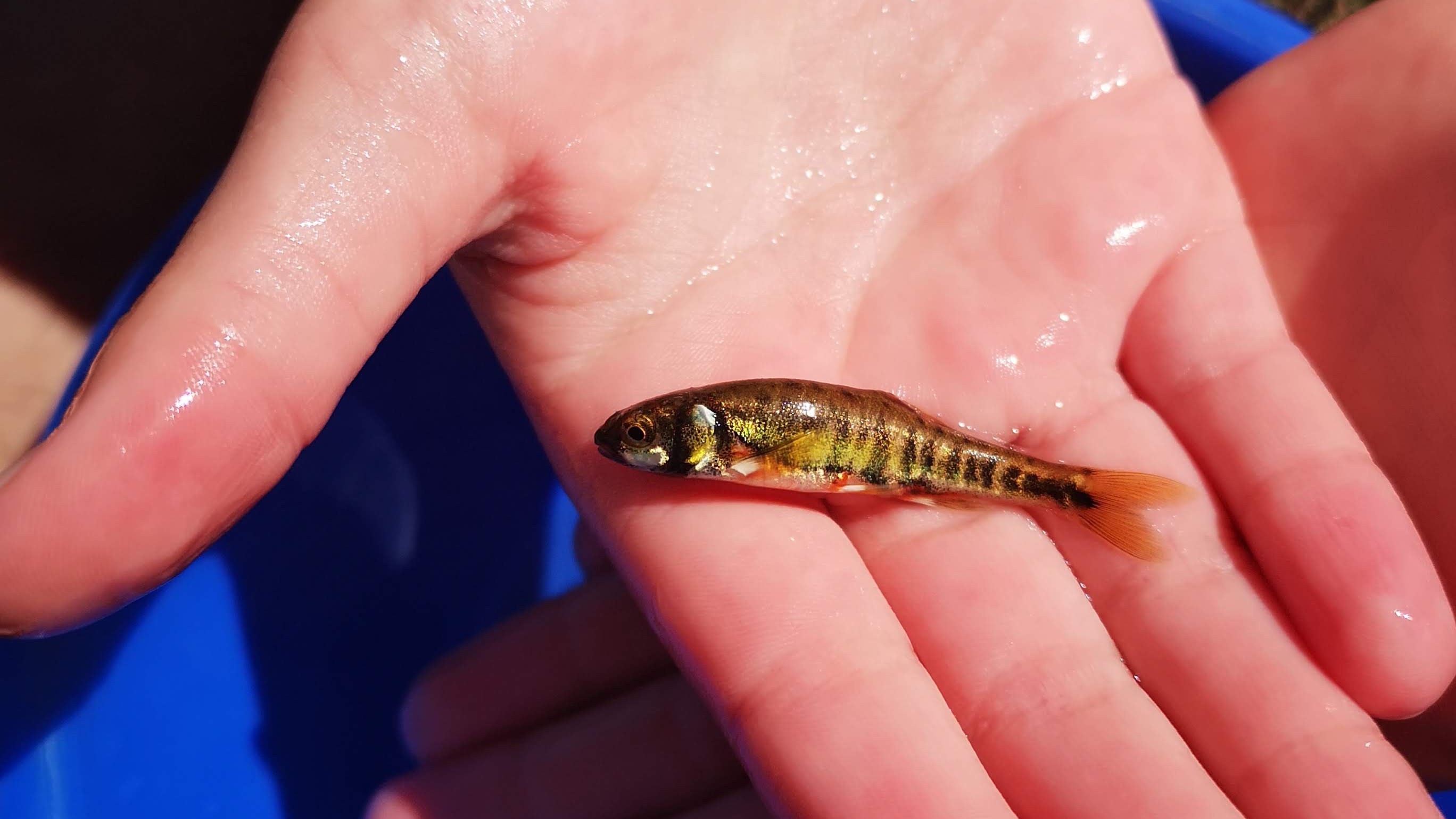 Male common minnow displaying full breeding colours, with dark markings and golden flanks, held carefully in a wet hand.