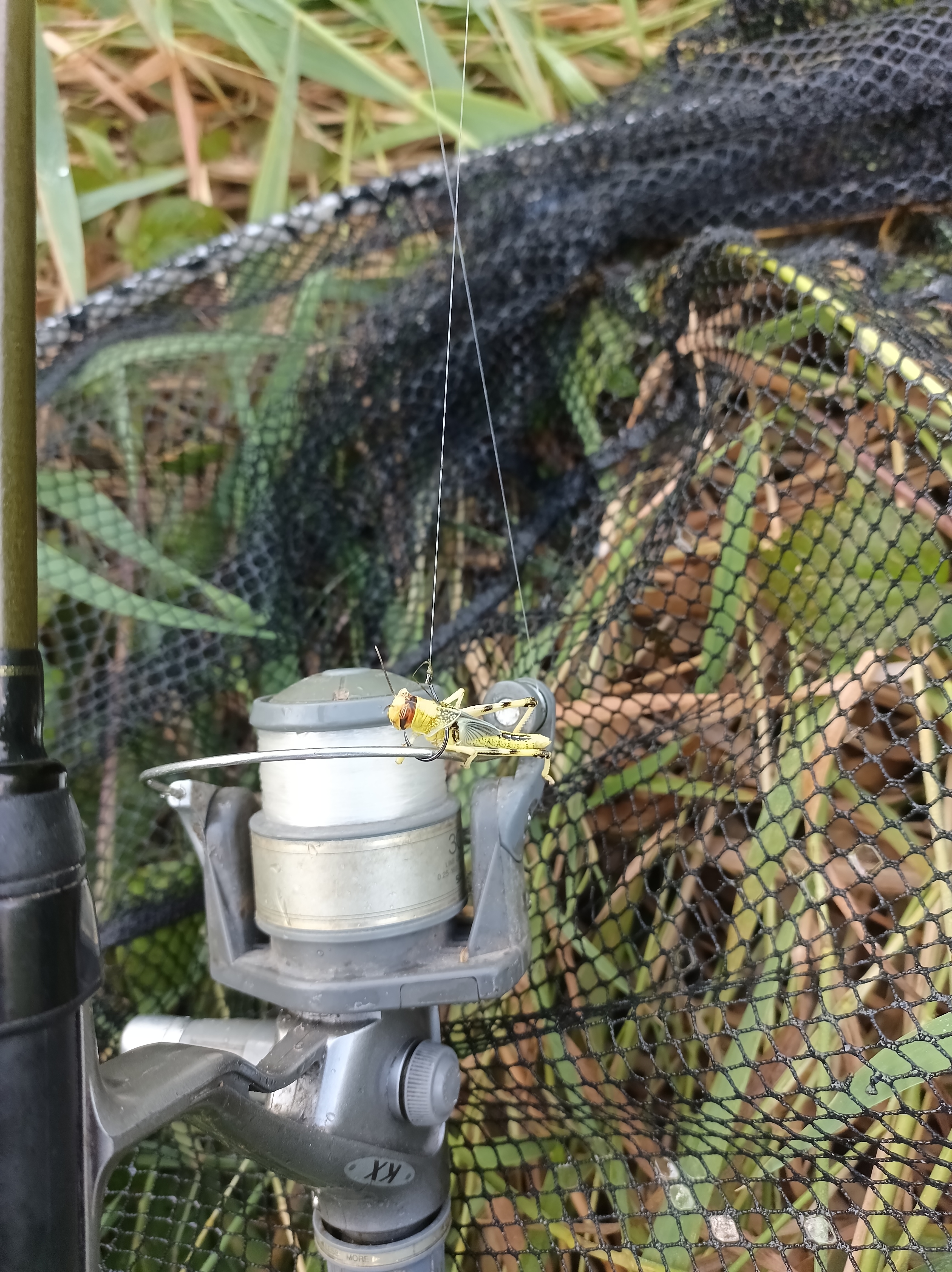 A fishing reel with the locust bait.
