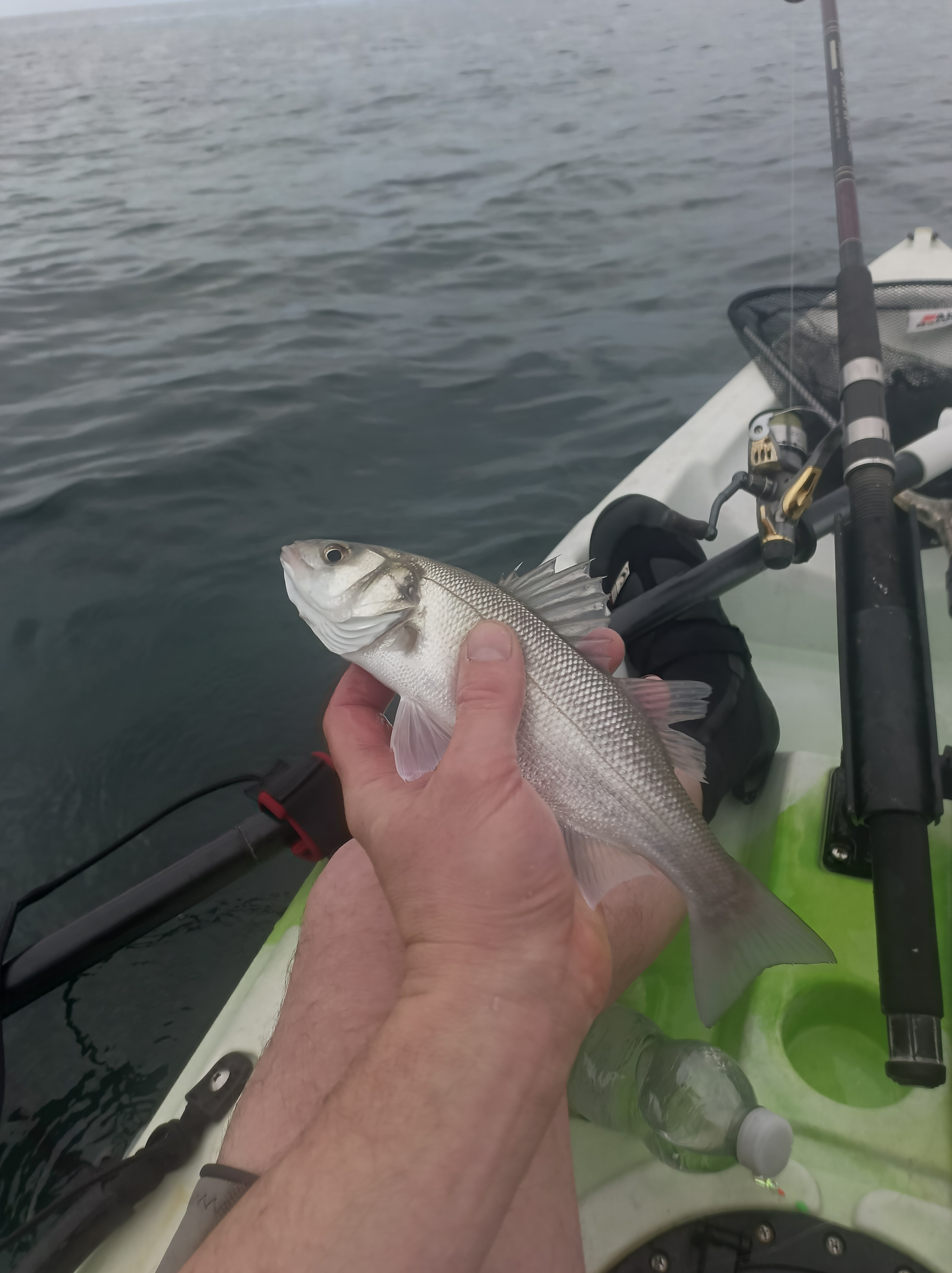 A fisherman holding a small school bass caught on feathers from a Kayak 