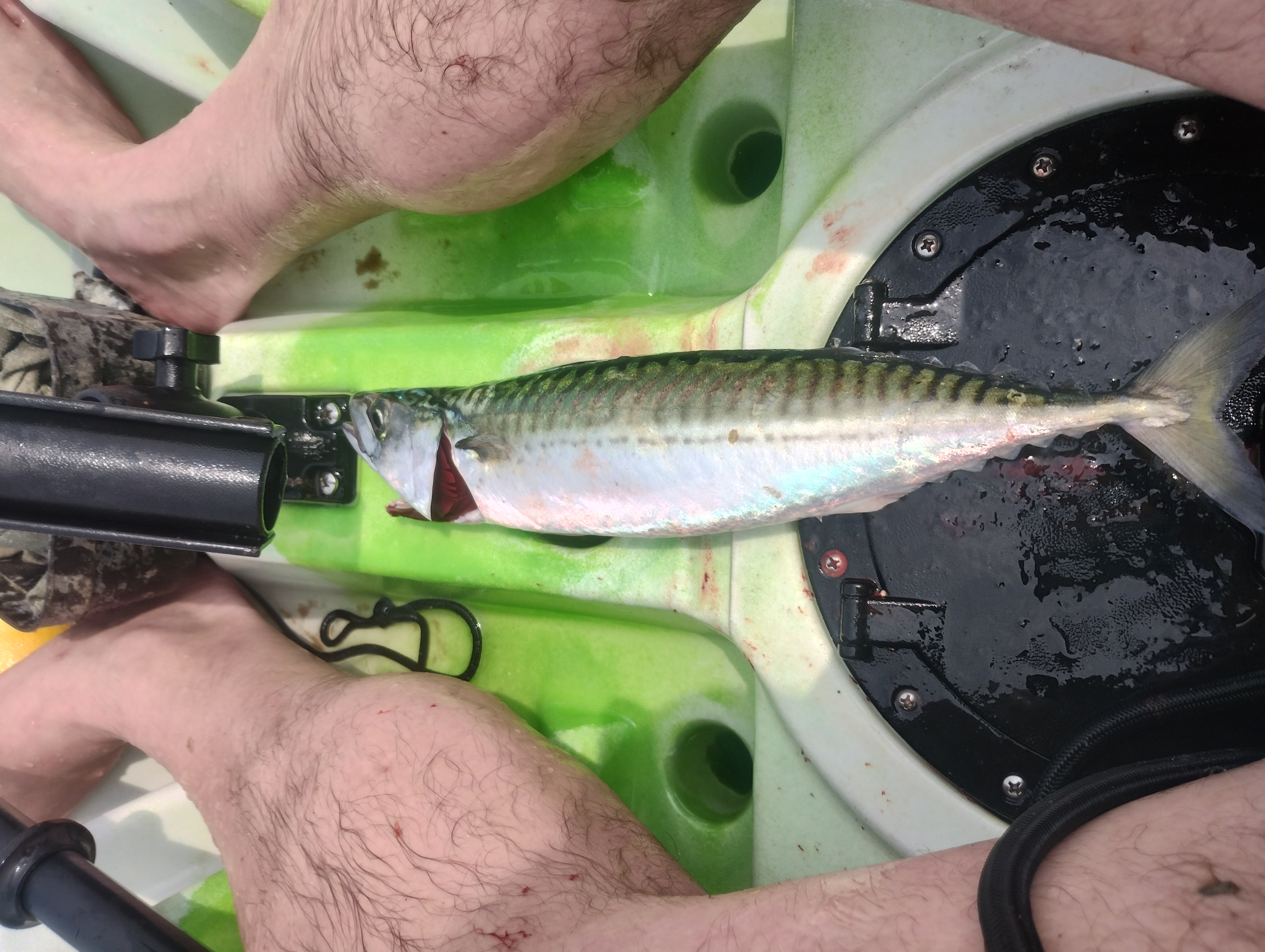A mackerel caught on feathers from a kayak laying between the anglers legs
