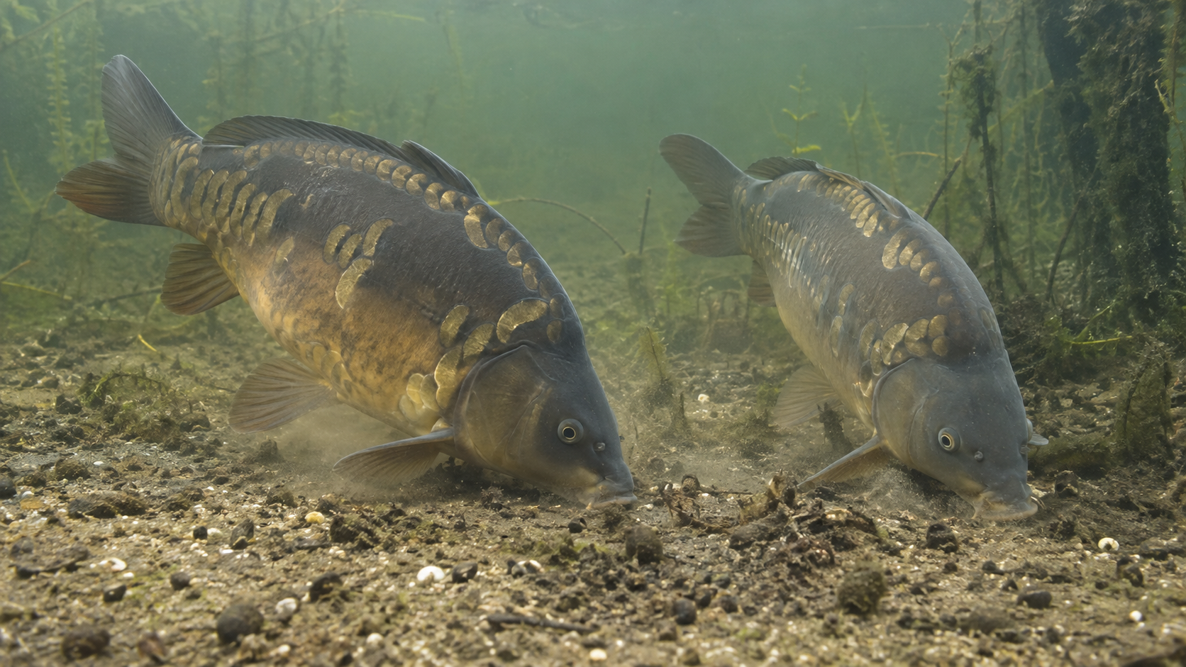 Two mirror carp feeding on a natural lakebed, disturbing the sediment as they search for food among the gravel and aquatic vegetation.