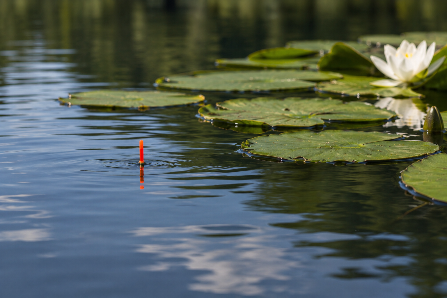 Red-tipped fishing float sitting in calm stillwater beside green lily pads and a white water lily.